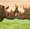 Integrated Rhino work